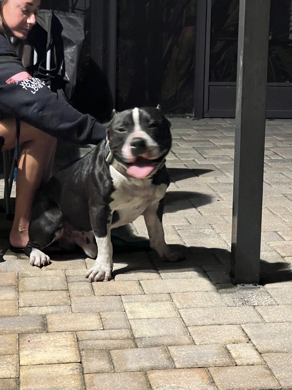 Found Pit Bull in Florida