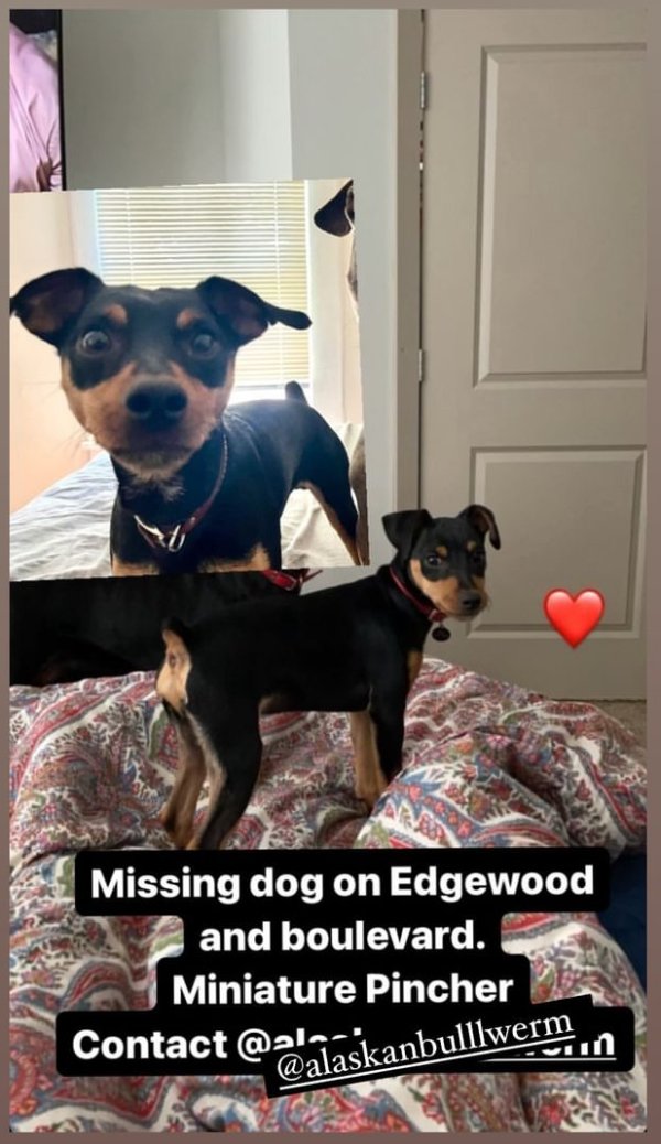 Lost Miniature Pinscher in Atlanta, GA