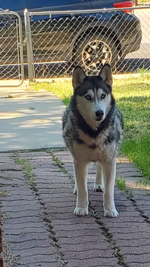 Found Siberian Husky in Denver, CO