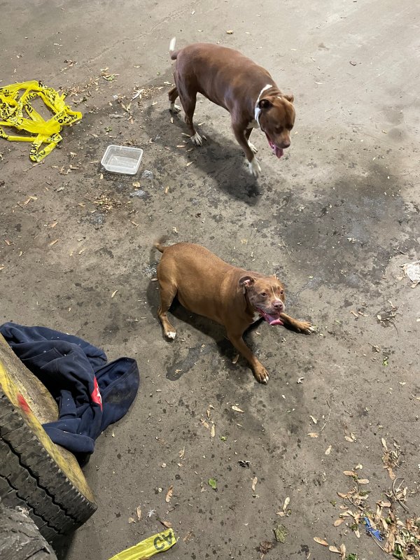 Found Pit Bull in Chicago, Illinois