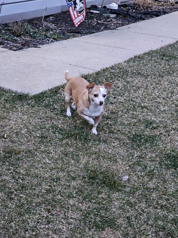 Lost Chihuahua in Cary, IL