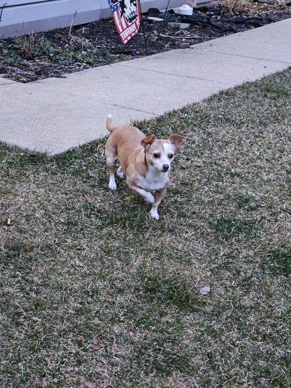Lost Chihuahua in Illinois