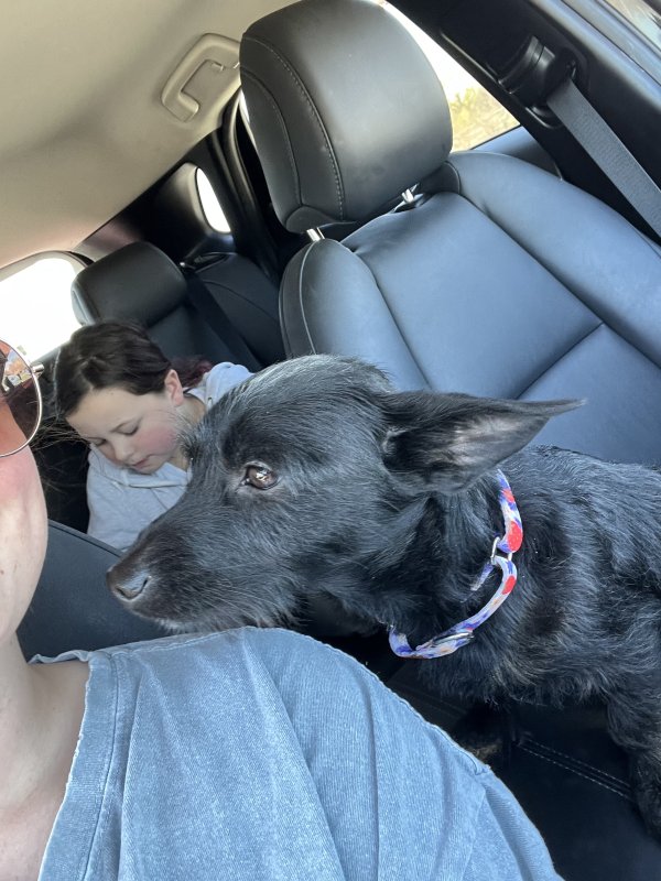 Safe Mutt in Sedgwick, KS