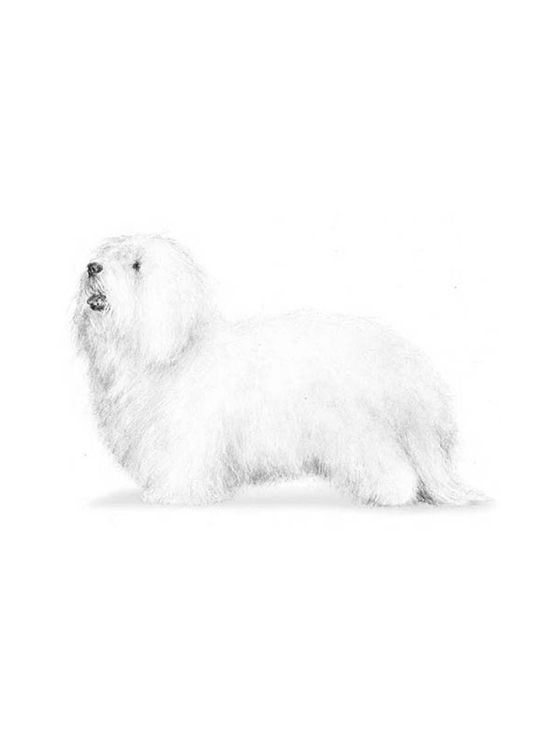 Lost Coton de Tulear in Nashville, TN