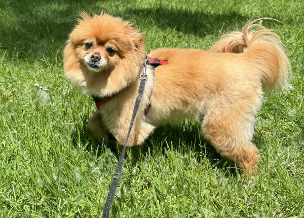 Safe Pomeranian in Farmington, MI