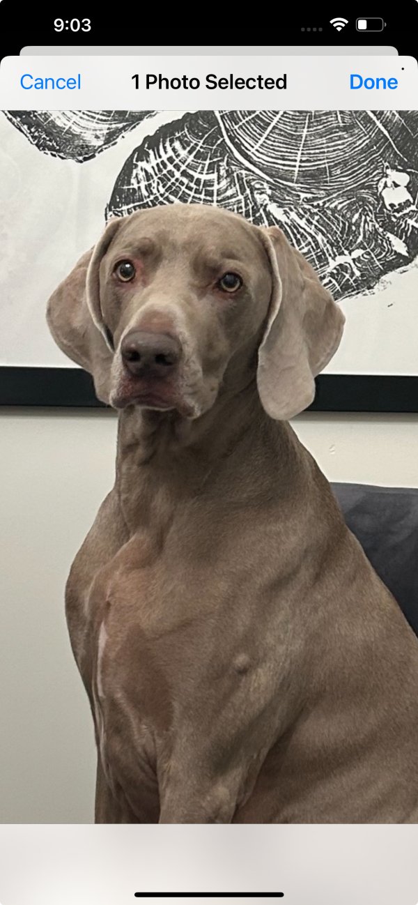 Lost Weimaraner in Sandpoint, ID