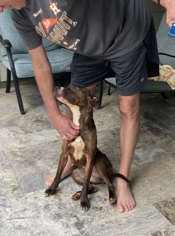 Found American Staffordshire Terrier in Cypress, Texas