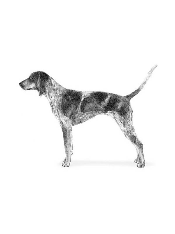 Found Bluetick Coonhound in Arkansas