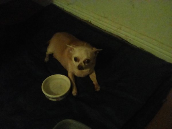 Found Chihuahua in Homestead, FL
