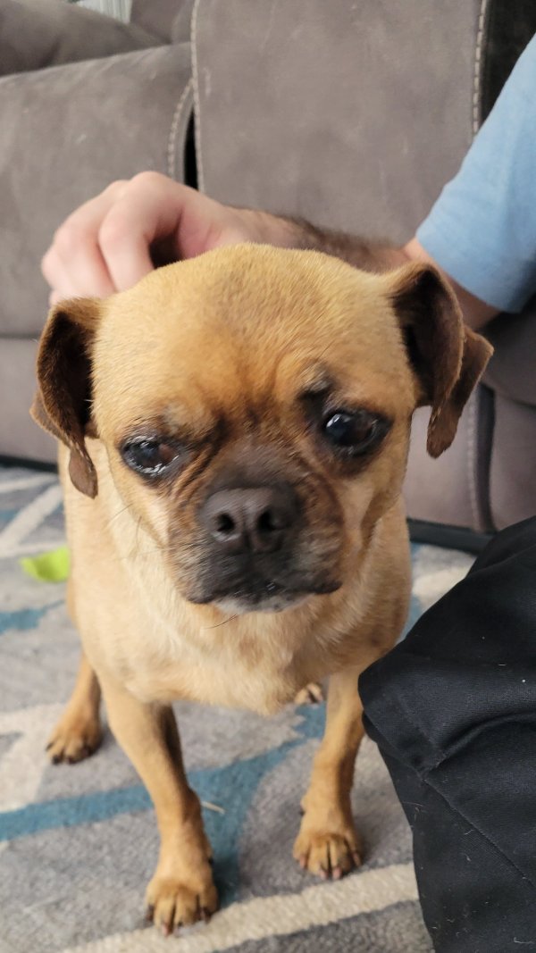 Found Puggle in Brentwood, CA
