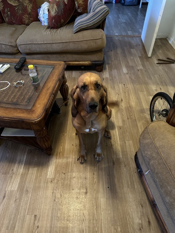 Lost Bloodhound in Jacksonville, FL