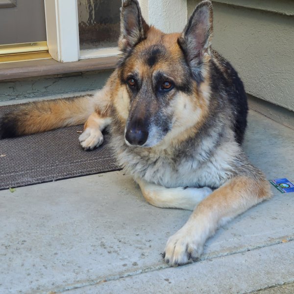 Found German Shepherd Dog in Davis, CA