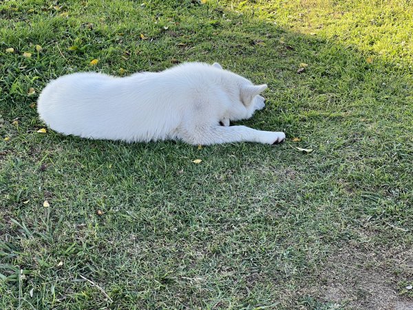 Found Dog in Cypress, CA