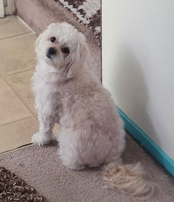 Stolen Maltese in Carmichael, CA