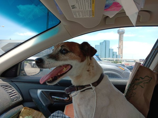 Found Jack Russell Terrier 
