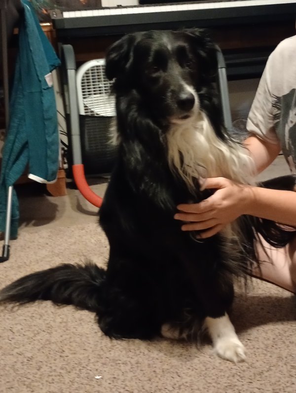 Found Mutt in Denver, CO