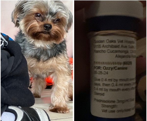 Safe Yorkshire Terrier in Corona, CA