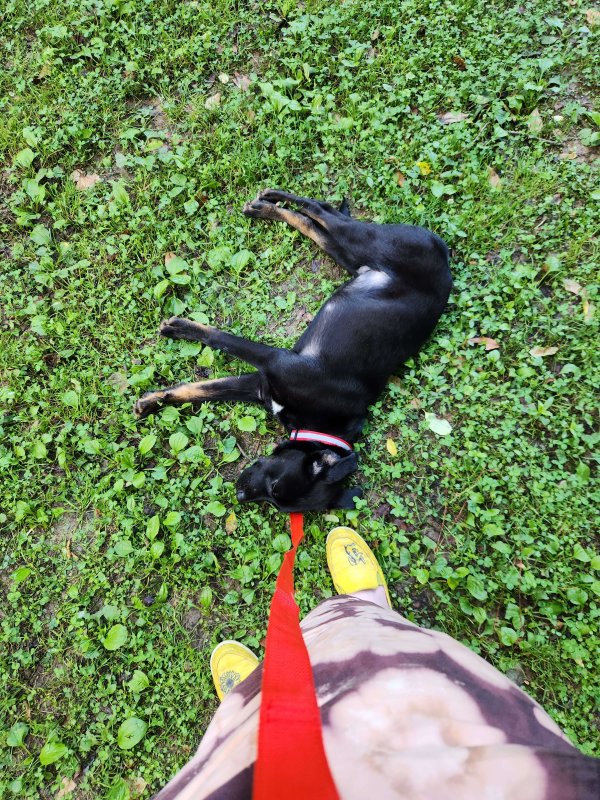 Found Rottweiler in Douglasville, GA