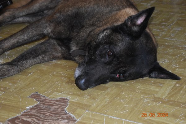 Lost Belgian Malinois in Holt, FL