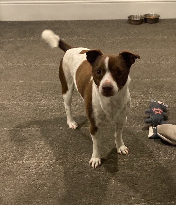 Safe Mutt in Atlanta, GA