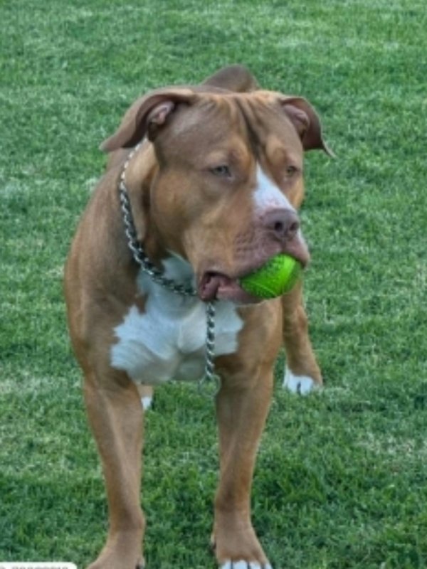 Lost Pit Bull in Las Vegas, NV