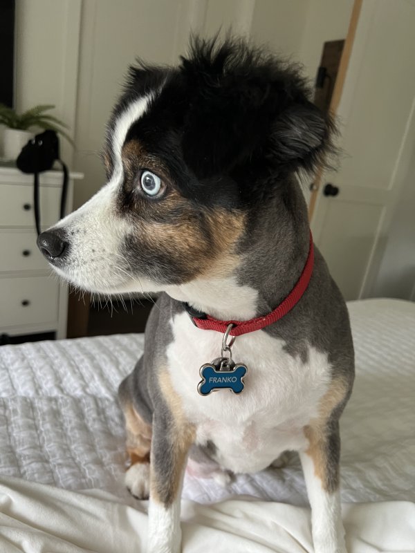 Lost Australian Cattle Dog 