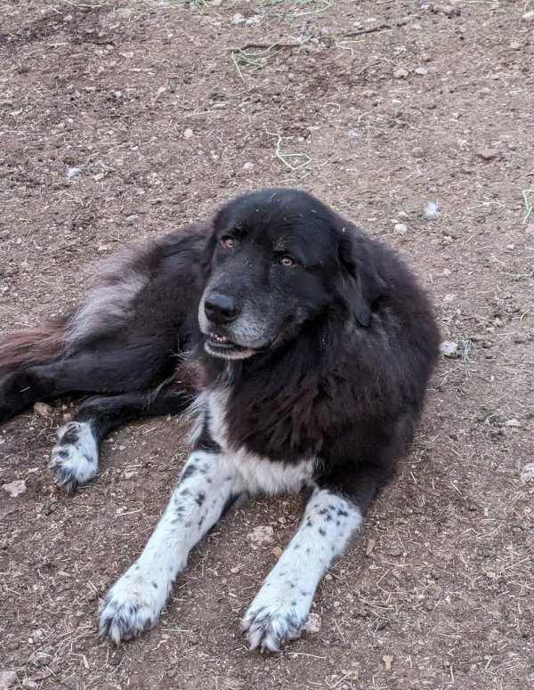 Lost Great Pyrenees in San Antonio, TX