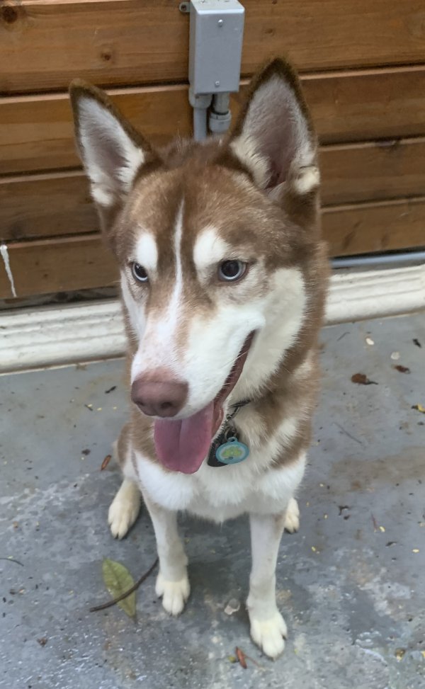 Stolen Siberian Husky in Miami, FL