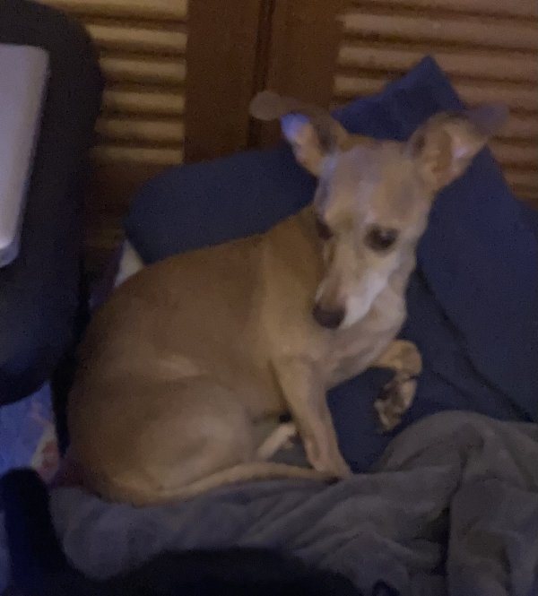 Lost Chihuahua in Thornton, CO