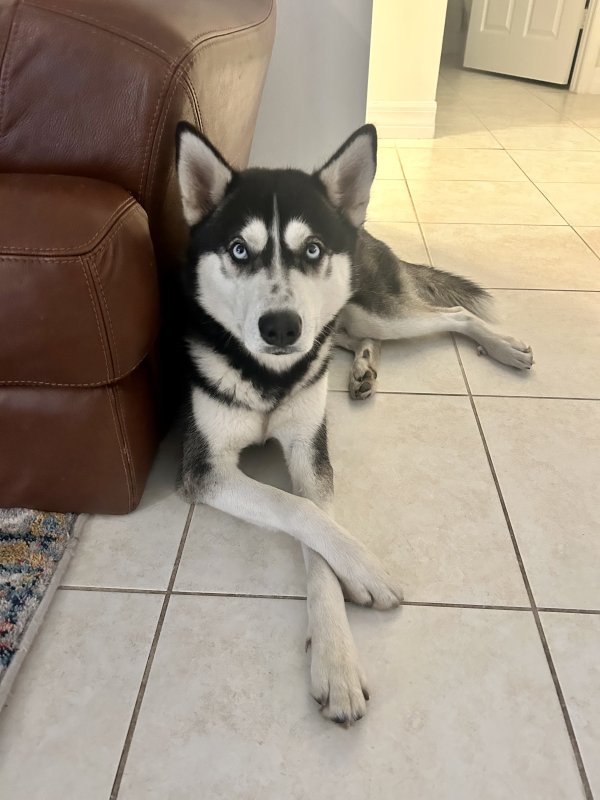 Lost Siberian Husky in Port Saint Lucie, FL