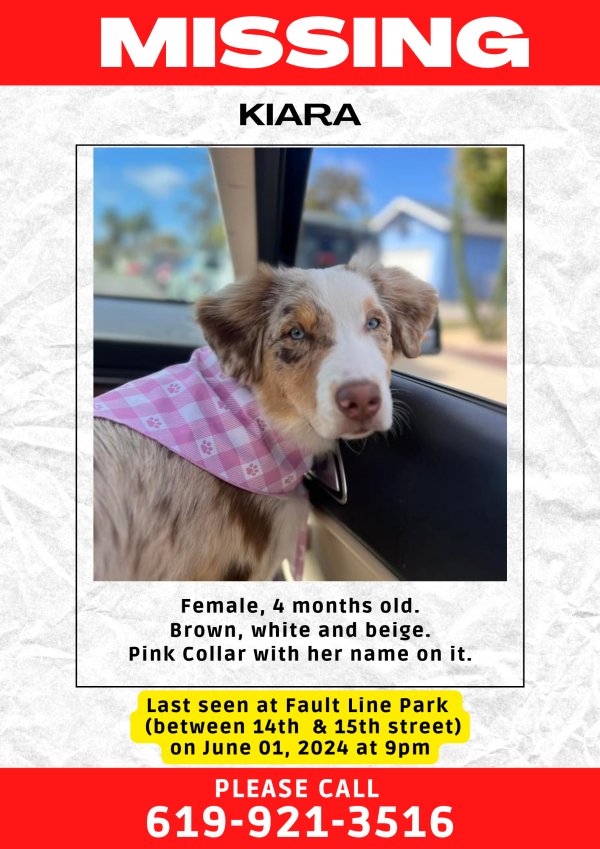 Lost Australian Shepherd in San Diego, CA