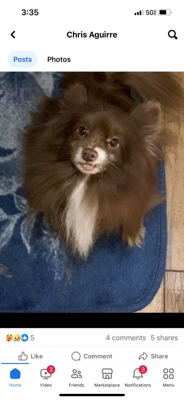 Lost Pomeranian in Corpus Christi, TX