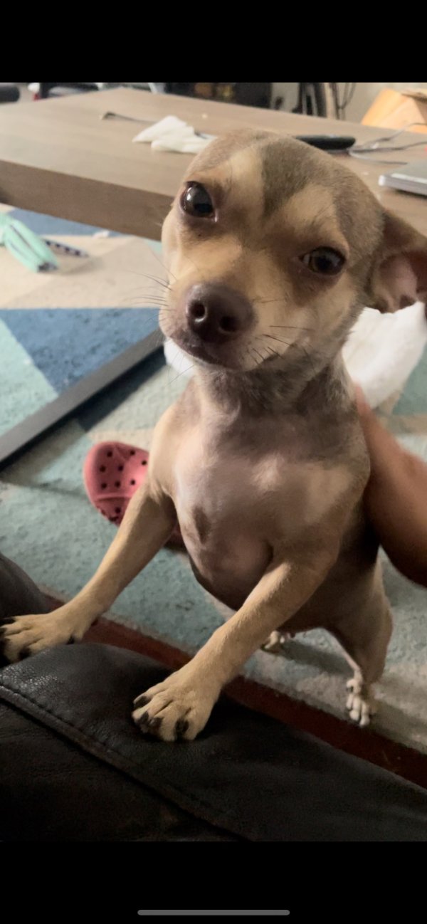 Lost Chihuahua in Los Angeles, CA