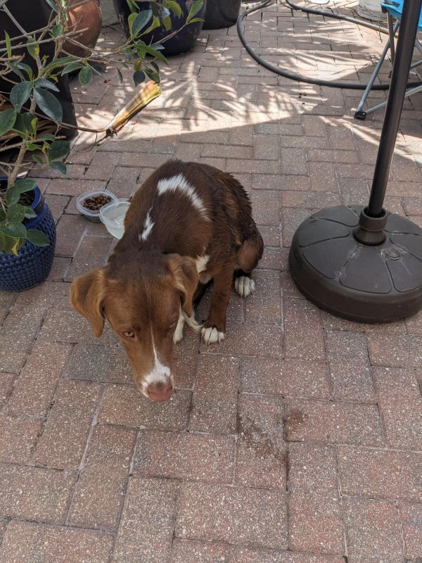 Found Dog in Pinellas Park, FL