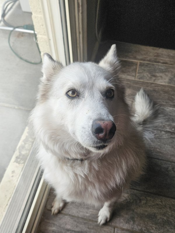 Found Siberian Husky in Gilbert, AZ