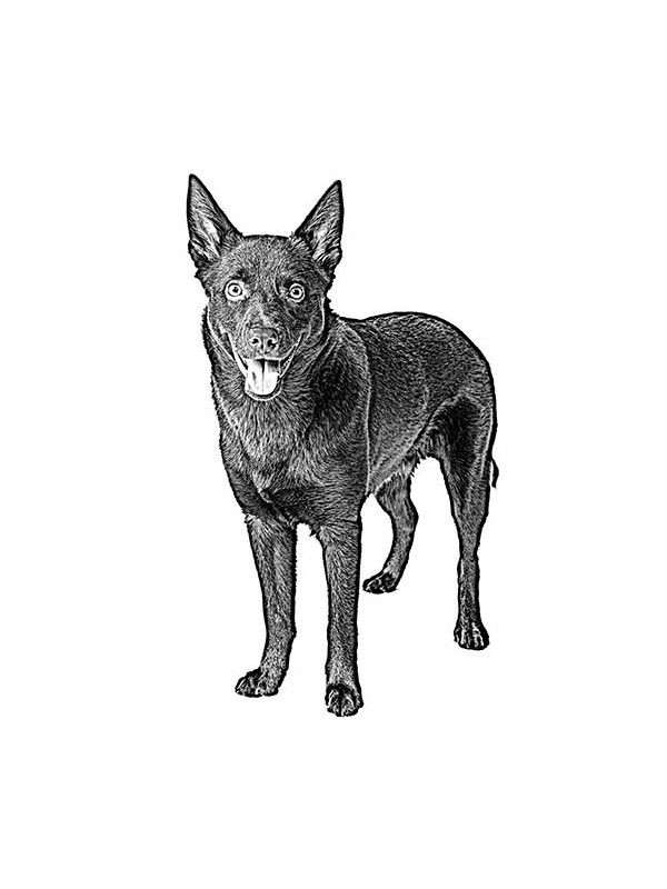 Lost Australian Kelpie in De Beque, CO