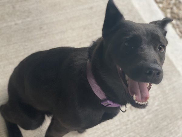 Found Labrador Retriever in Gravois Mills, MO