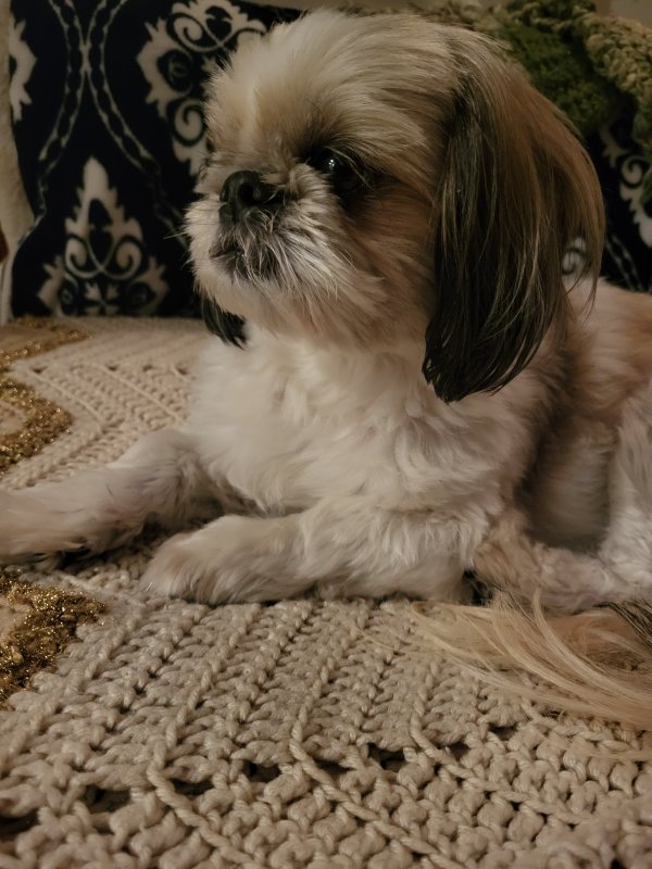 Lost Shih Tzu in Brea, CA