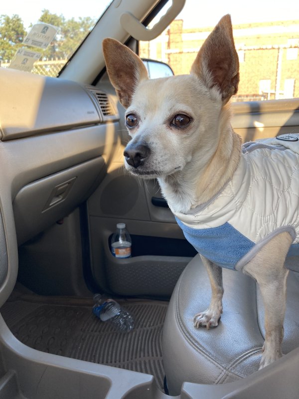 Stolen Chihuahua in Houston, TX