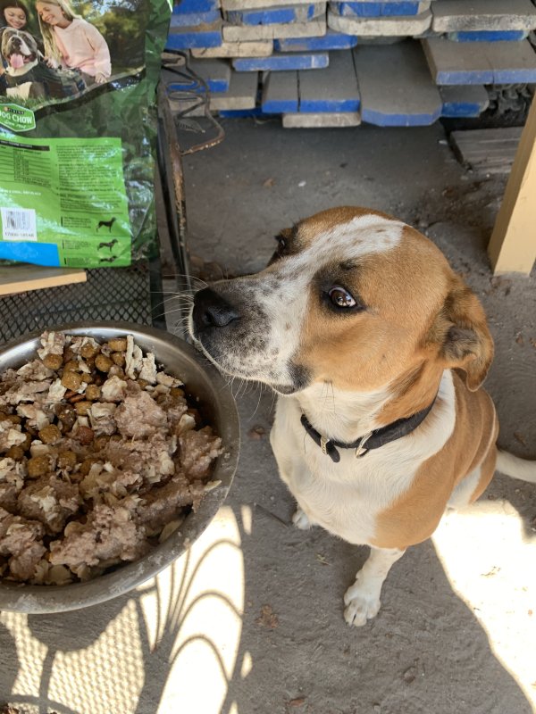 Safe Mutt in Houston, TX