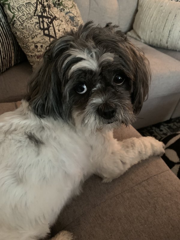 Lost Shih Tzu in Denver, CO