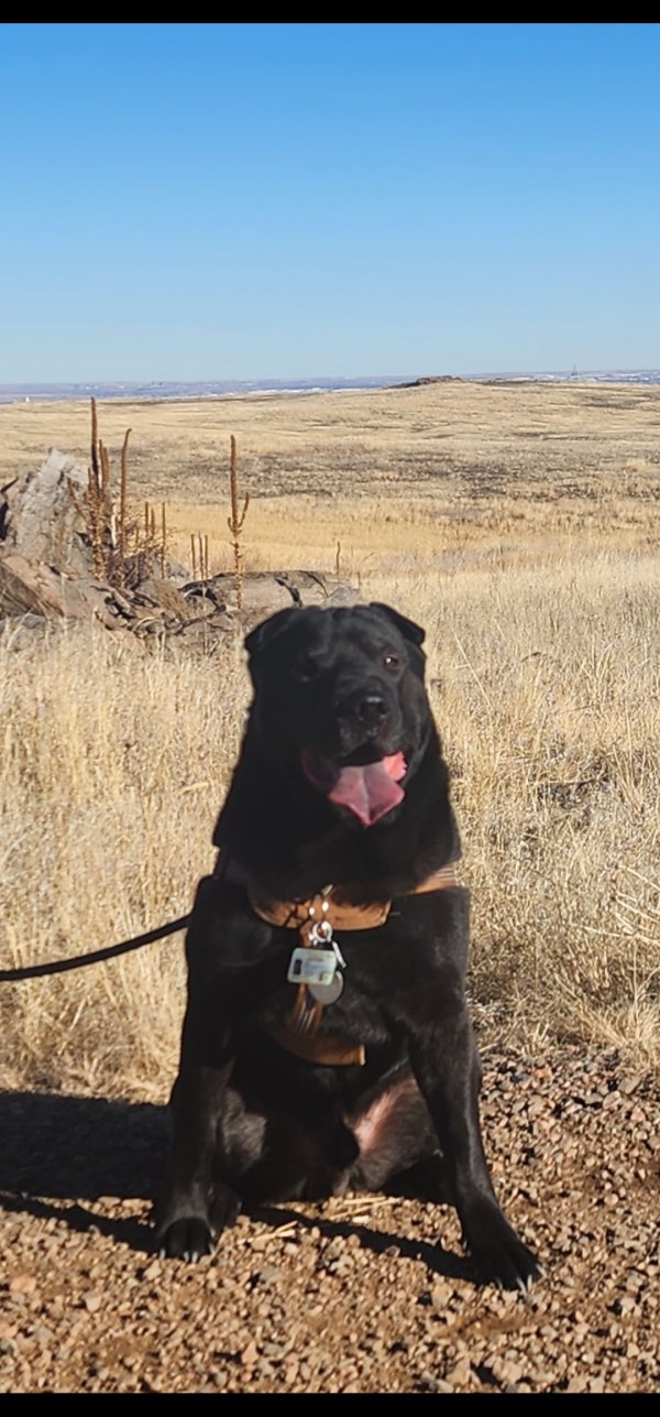 Lost Chinese SharPei in Denver, CO
