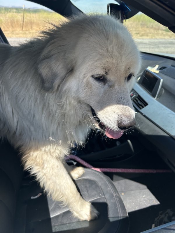 Found Great Pyrenees 