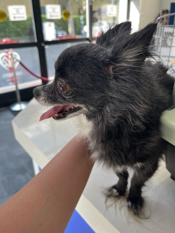 Found Chihuahua in Jacksonville, FL