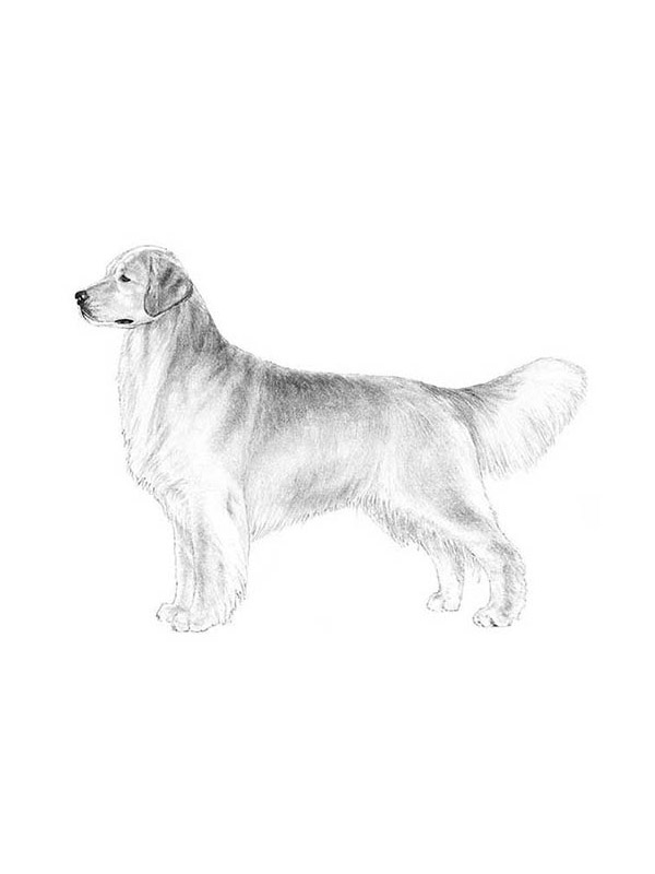 Lost Golden Retriever in Saint Petersburg, FL