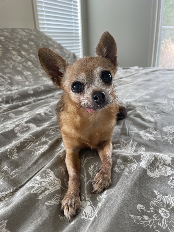 Lost Chihuahua in California
