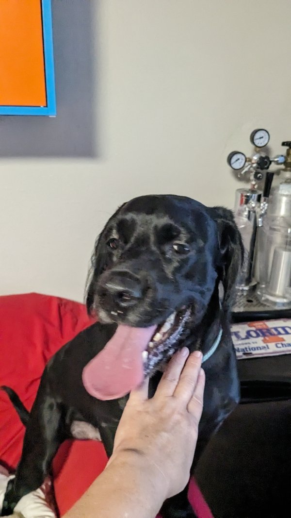 Found Dog in Seminole, FL