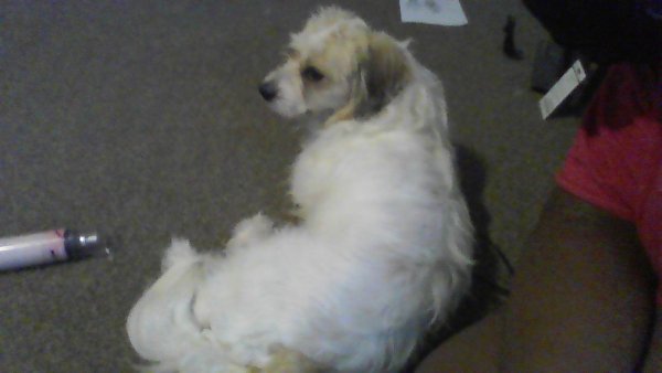 Found Dog in Trenton, NJ