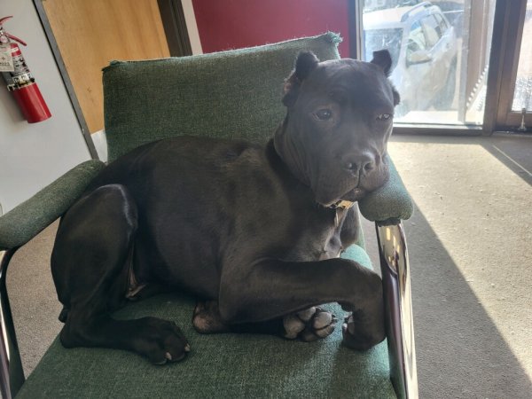 Safe Dog in Commerce City, CO