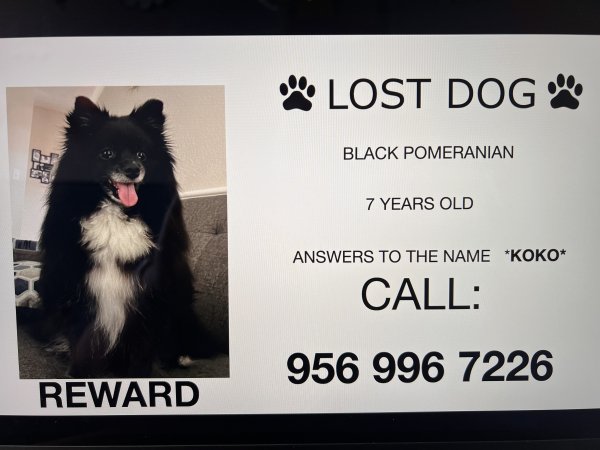 Lost Pomeranian in Houston, TX